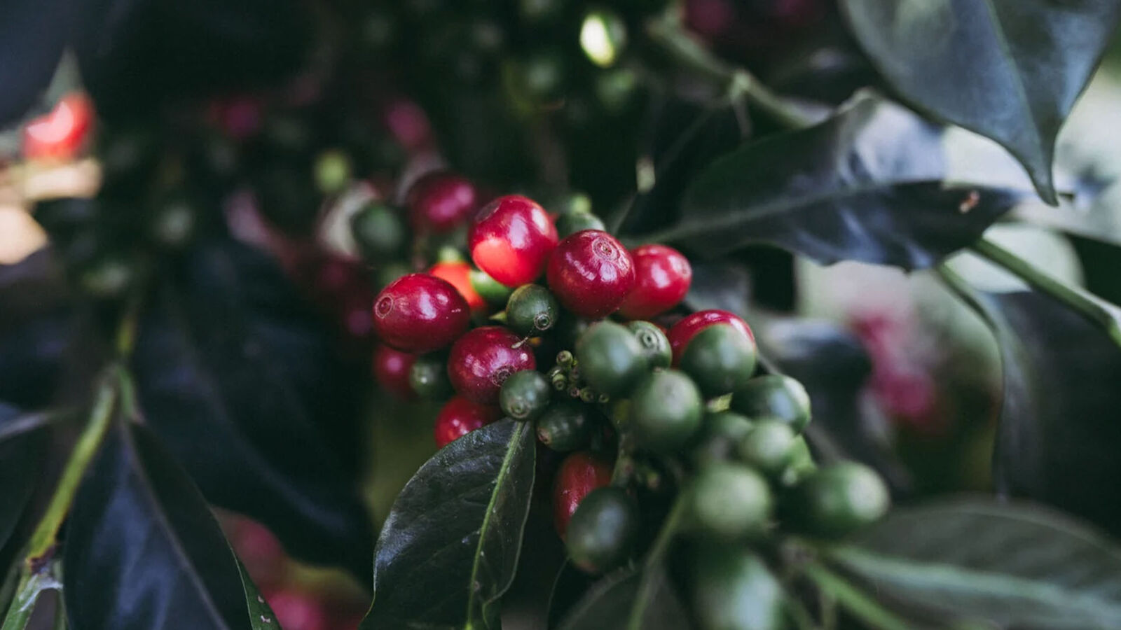 Ripe red and unripe green coffee cherries on the branch